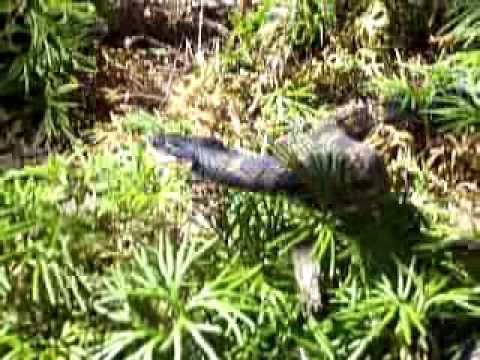 This video was taken in Lawrence County, Indiana. Seemed like a water moccasin but turned out to be a hognose snake