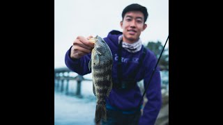 Easy Shore Fishing For Spotties In Mission Bay With A Brand New Okuma Californian Ultralight Rod