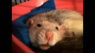 Dumbo Rat Boggling
