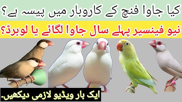 Java Finch Farming and Business Plan | Java Finch VS LoveBirds | Birds Breeding Business| Java Birds