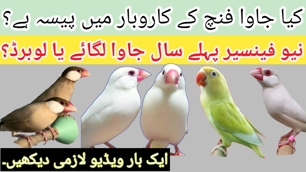 Java Finch Farming and Business Plan | Java Finch VS LoveBirds | Birds ...