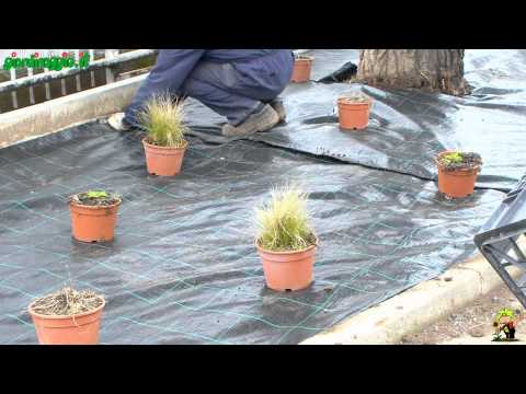Video: Come Creare Un Bellissimo Giardino Fiorito In Una Zona Umida