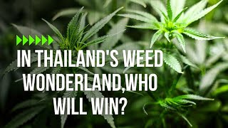 In Thailand's Weed Wonderland,Who Will Win?
