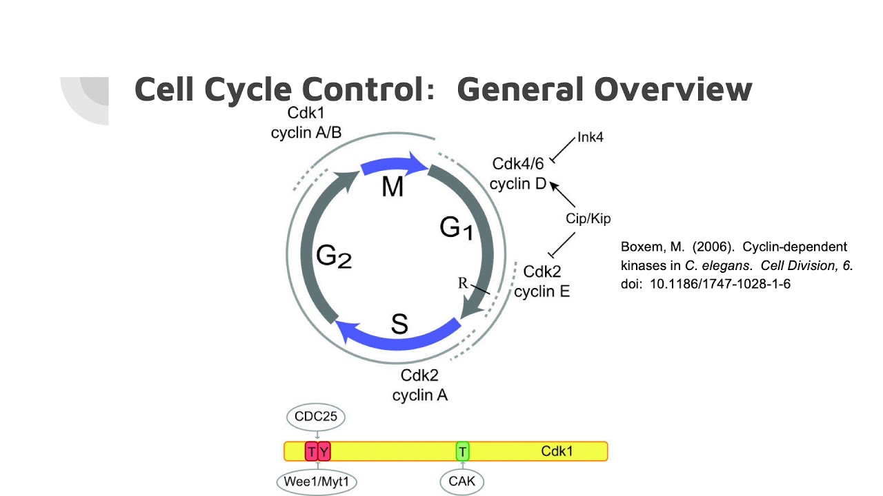 GCU   CHm530   Control of the Cell Cycle   Chicci