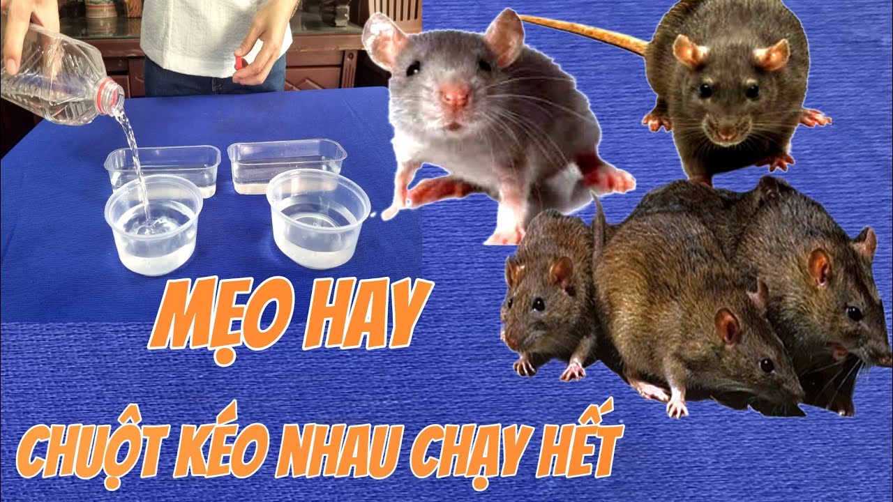Mẹo Hay Chuột Kéo Nhau Đi Hết Theo Cách Này