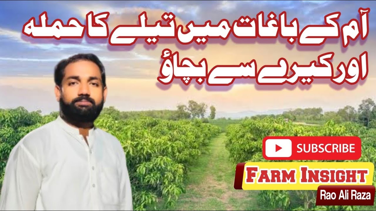 Control Mango Hopper and fruit dropping - nowadays | Farm Insights ...