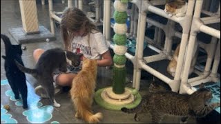 What an experience! Promise it’s worth it! #trending #cat #love
