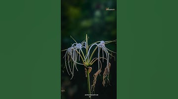 Before & After/ photography/Edit apps,#lightroom #snapseed #vn/ #viral #natural / aviphotography130