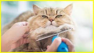 Fellpflege bei Katzen - Die BESTEN Tipps & Tricks! ✅
