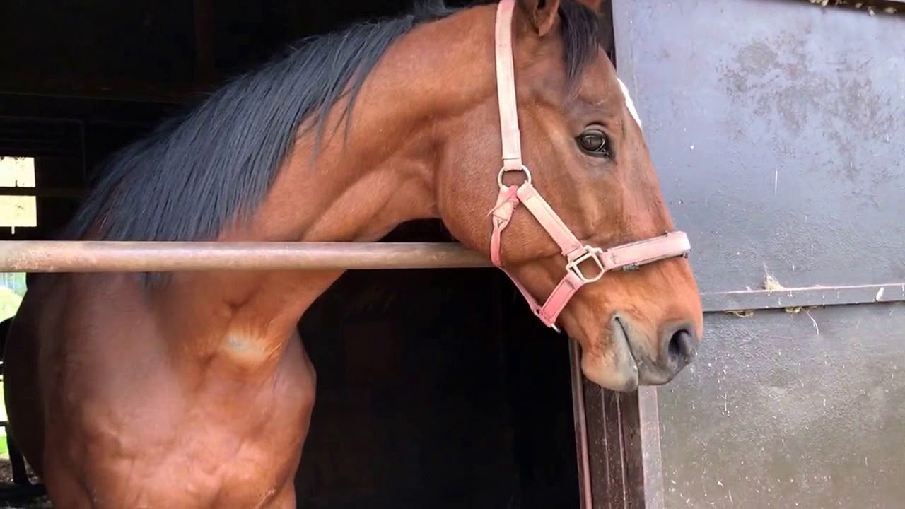 にんじん大好きあかつき君 馬が食べるシリーズ Youtube