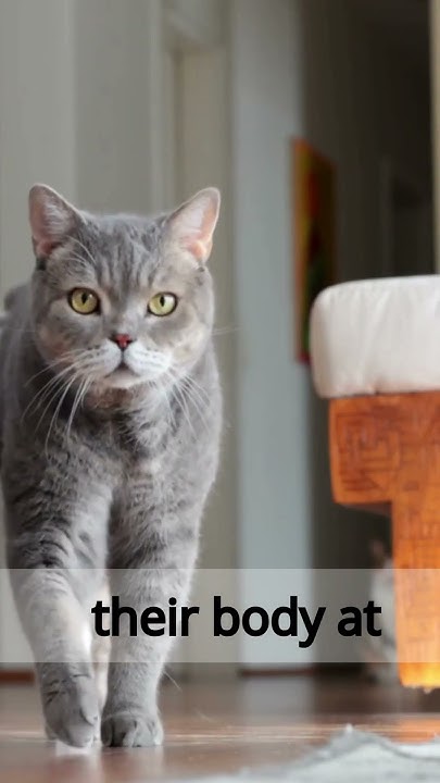 Have you ever noticed that cats walk like camels and giraffes #cat