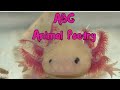Abc animal poetry for kids