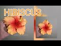 Hibiscus flower or gumamela tropical flower for cakes vlog 14 by marckevinstyle