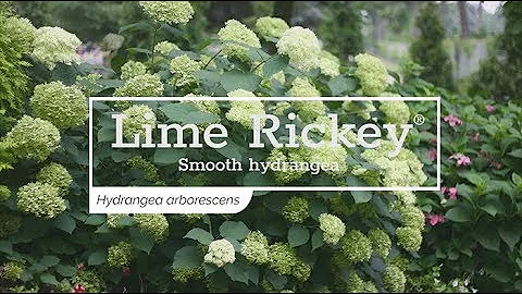 30 Seconds with Lime Rickey Smooth Hydrangea