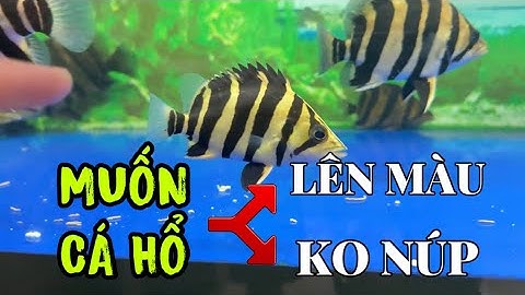 Giải đáp thắc mắc chung "Muốn CÁ HỔ vừa LÊN MÀU vừa KHÔNG NÚP", cũng là thắc mắc của ông khách ng Mỹ