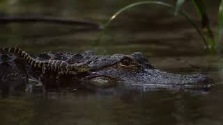 Wild Florida Alligators / Wildes Florida: Land Der Alligatoren