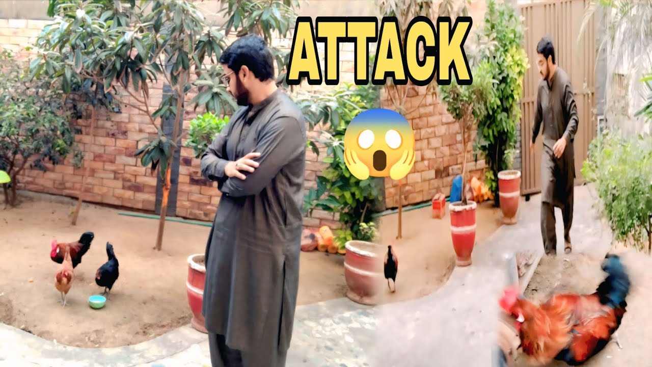 Aaj Mera Murgay Ne Achanak Attack Kar Diya!😯🔥 | Dangerous Bird Vlog | Jaffery Love Bird's 
