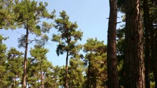 Сосновый лес Пицунда Абхазия 2013 год