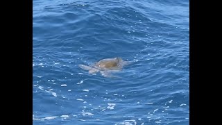 Open ocean sea turtles