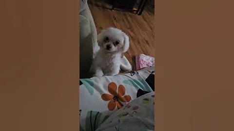 Let's talk about fur tantrums! I already want to sleep in my bed..😱💖