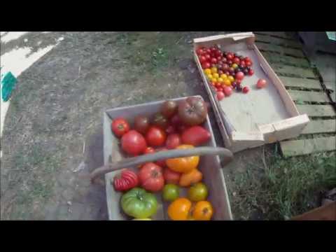Vidéo: Notes De Tomates. Partie 2