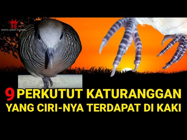 9 Perkutut katuranggan yang cirinya terdapat di kaki class=