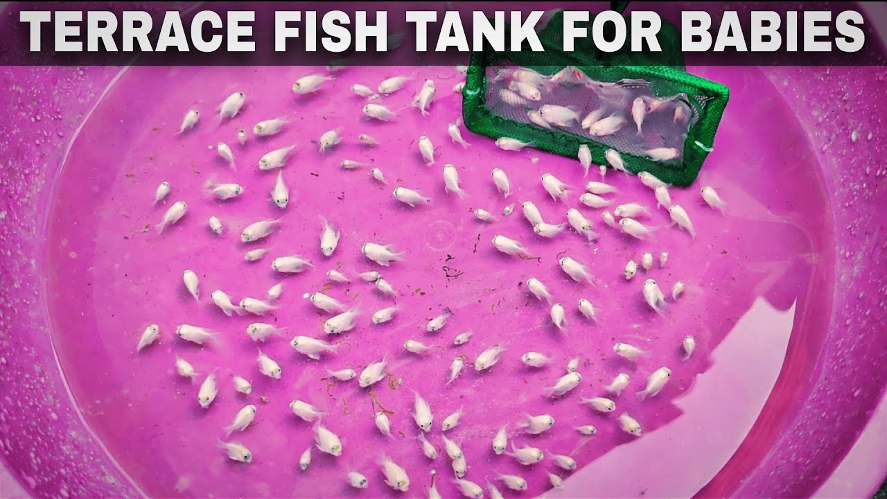 Terrace Fish Tank for Polar Parrot Babies | Grow-Out Tank Setup