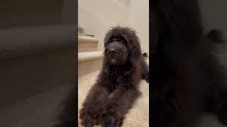 I learnt how to bark my first bark #puppy #doodle #dog #doglover #family #puppylove #fun