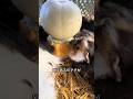 モルモットの餌の与え方
