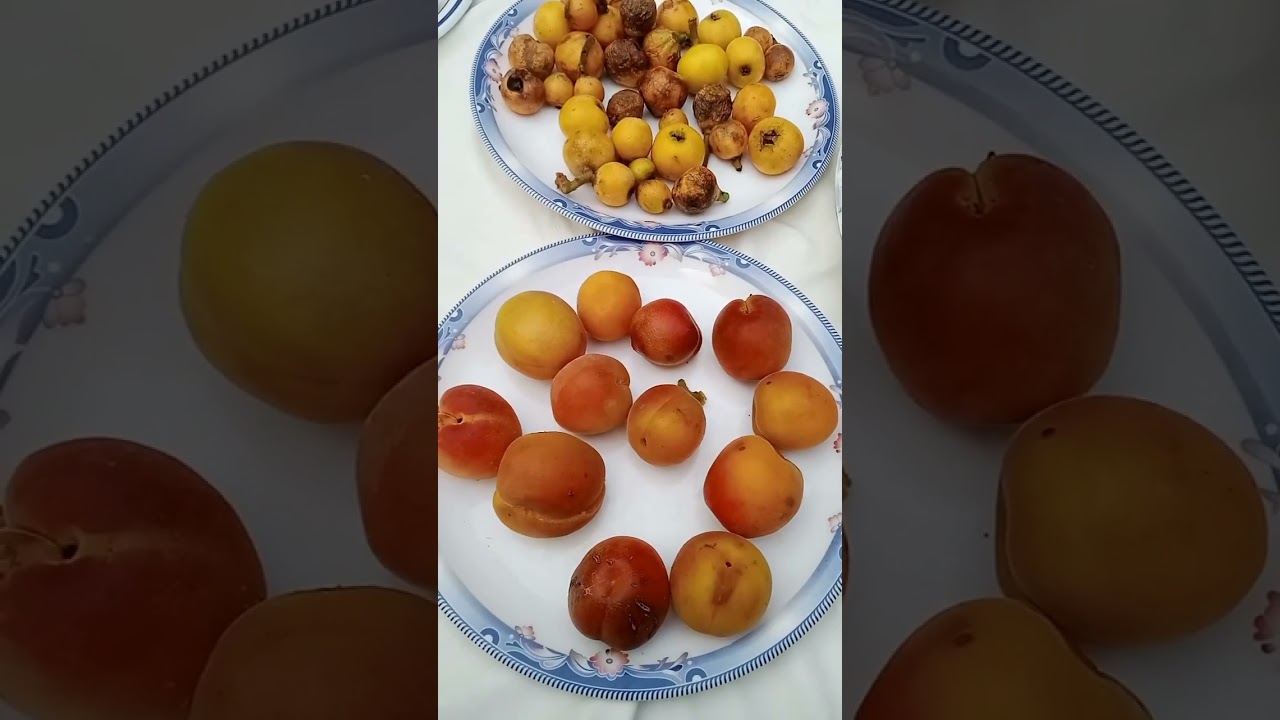 Organic Fruits of Gilgit Baltistan Pakistan