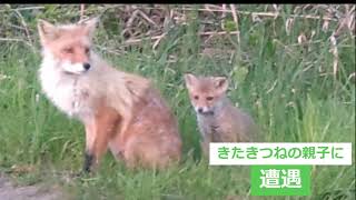 きたきつねの親子に遭遇