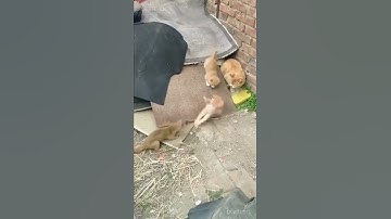 cat vs weasel 🦦🐈#shorts