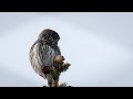 Photographing Pygmy Owls in Sweden | Wildlife Photography Behind the Scenes