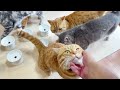 うちのカミさんがね...！