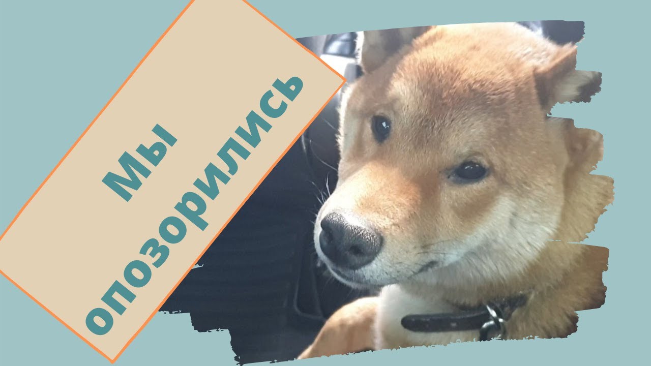 #huskiesterra, #хаски,  #сиба Щенок Сиба-Ину впервые на выставке