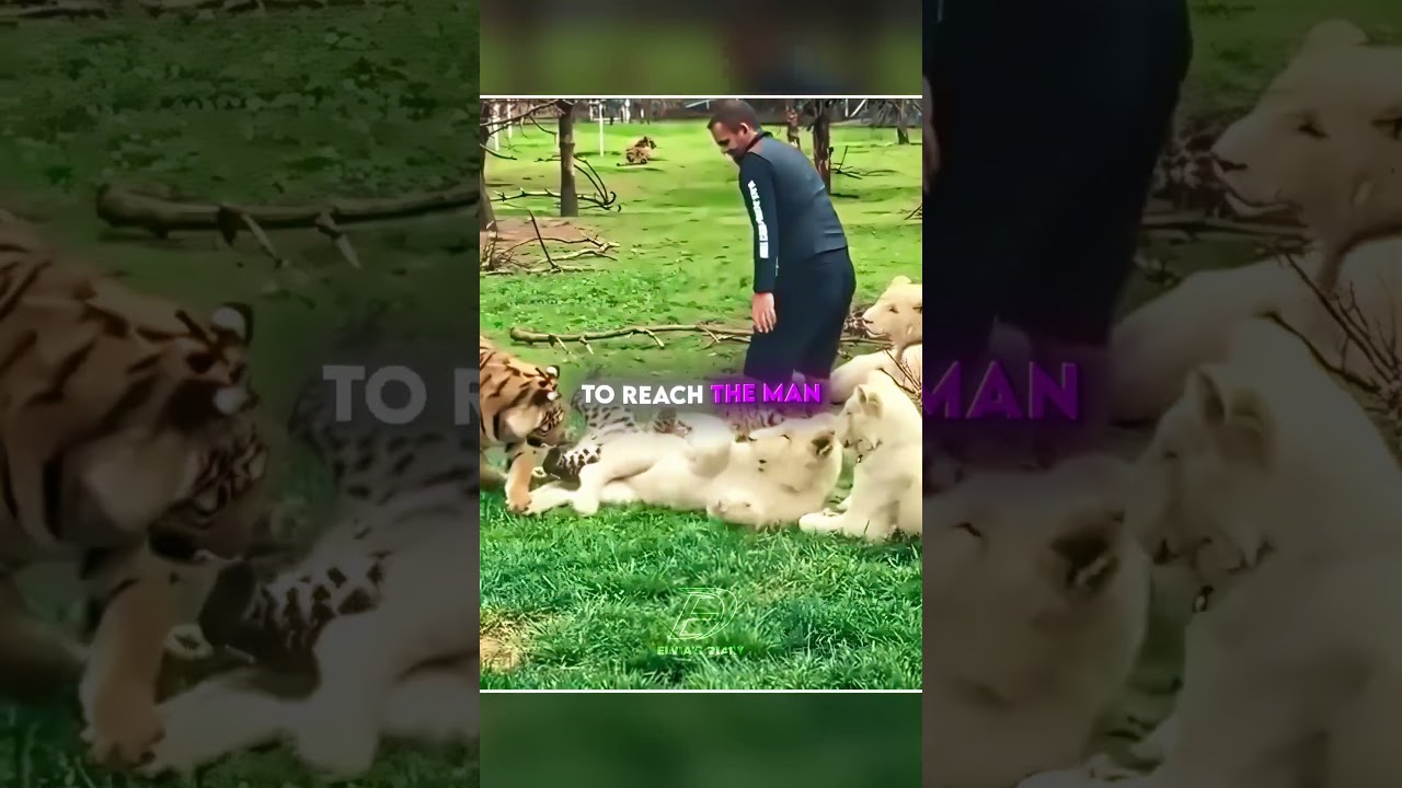 This Tiger Protected His Best Friend 🐅