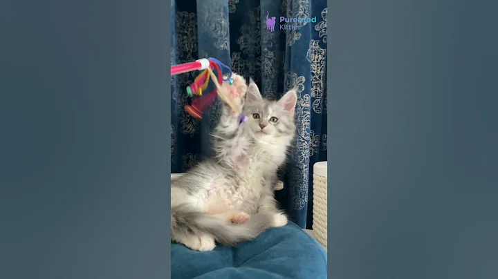 Video 11007951: tabby maine coon kitten, silver tabby maine coon, blue tabby maine coon, tabby maine coon female, white maine coon kitten, maine coon kitten meets, beautiful maine coon, mainecoon