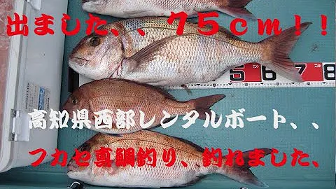 高知県西部レンタルボートでの フカセ真鯛釣り 釣れました Mp3