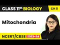 Mitochondria - Cell The Unit of Life | Class 11 Biology