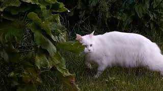 Ранкова прогулянка кота мейн-куна Султан-Зефіра Morning walk of a Maine Coon cat