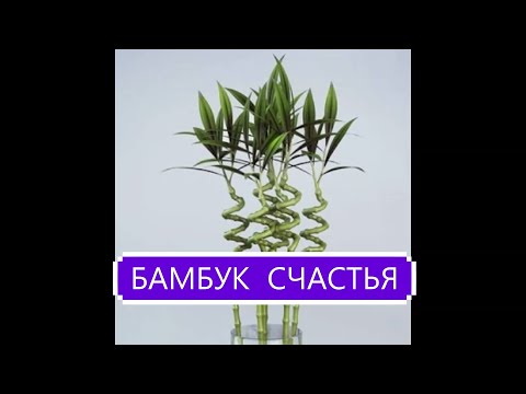 Видео: Бамбукът расте ли в Спокан?