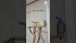 앵무새ㅡ이모가 순돌이 용서 해줄거야