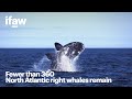 A north atlantic right whale shouldnt be a rare sight