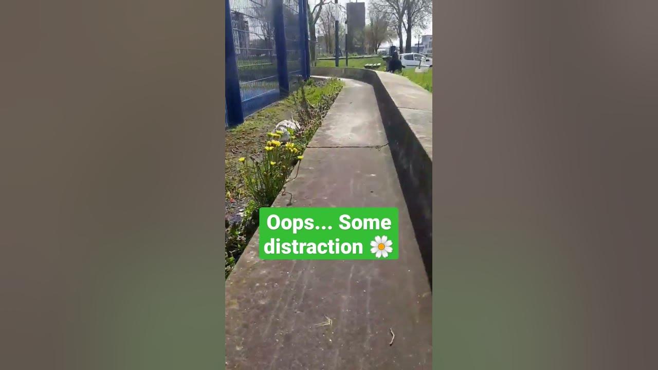 bunny running around breakingrecords YouTube