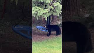 Mama Bear and Cub Relax on Swing