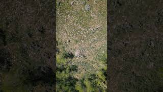 Spring forest drone mountains landscape