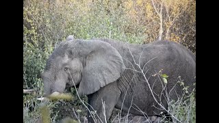 Elephant hunt in Zimbabwe with two major plot twists!!