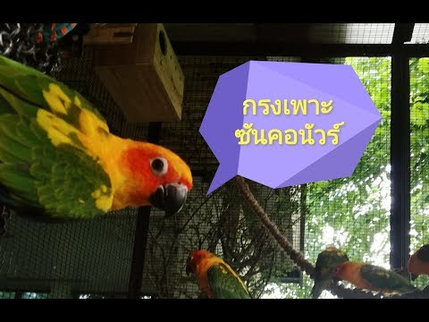 กรงเพาะนกแก้วซันคอนัวร์