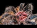 Chilean Rose Hair Tarantula (Grammostola porteri / rosea) Info & Care