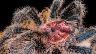 Chilean Rose Hair Tarantula (Grammostola porteri / rosea) Info & Care